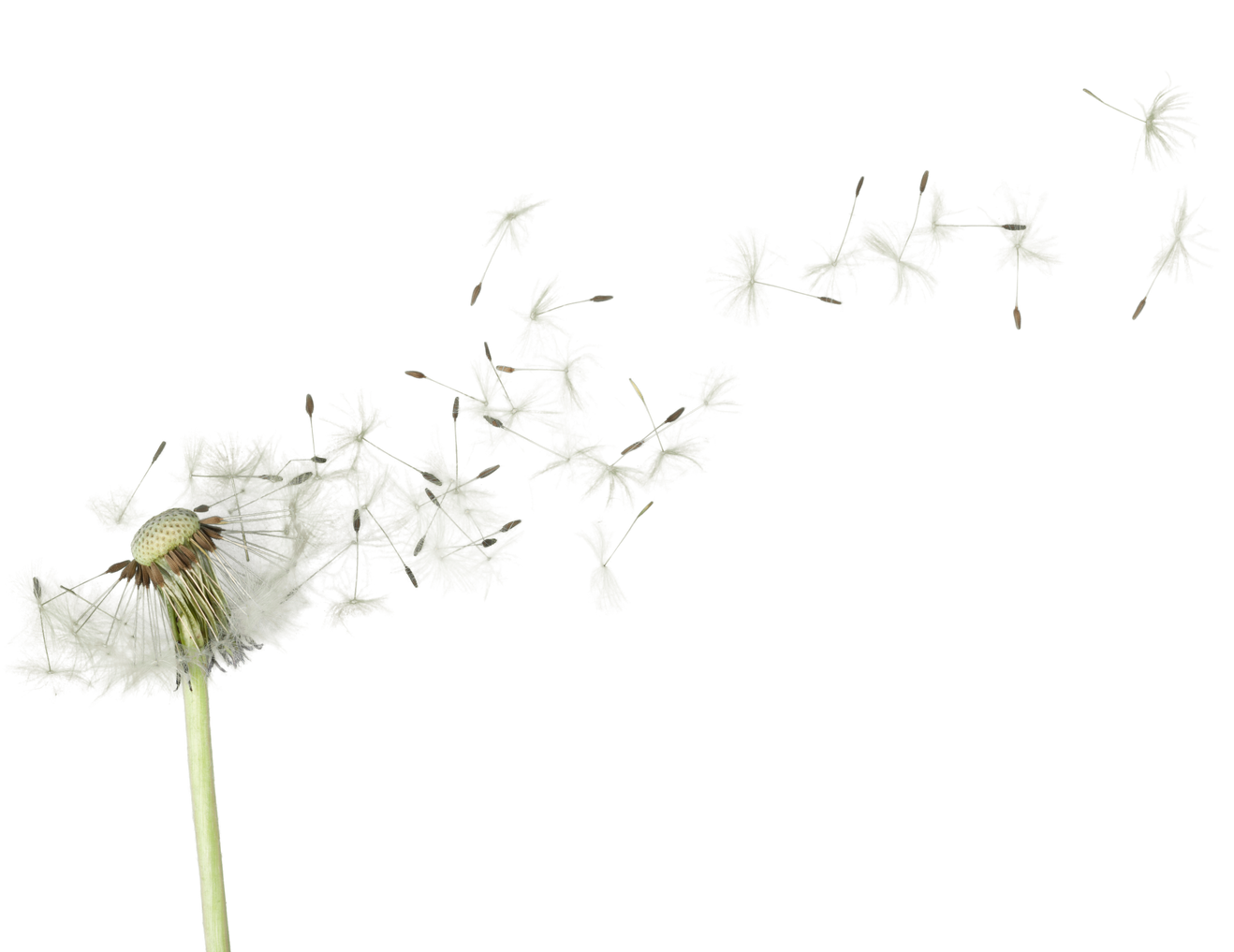 Dandelion Flower